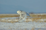 Harfang des Neiges (Snowy Owl)