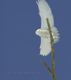 Harfang des Neiges (Snowy Owl)