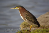 Hron Vert - Green Heron