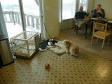 Chloe and Petey visit the new house in Northville.JPG
