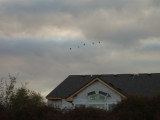 And geese were flying over the sunroom.jpg