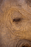 safarielephant2sk.jpg