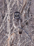 Great Gray Owl Habitat