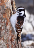 Brown Hairy Woodpecker