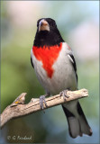 Rose Breasted Grosbeak Male