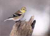 Winters Goldfinch