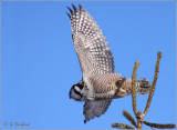 Hawk Owl Take Off