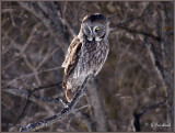 Great Gray Owl hears something