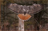 Red Tail Wingspan