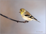 Goldfinch Natural Light