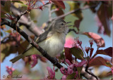 Warbling Vireo