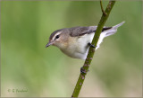 Warbling Vireo