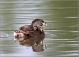 Pied-billed Grebes