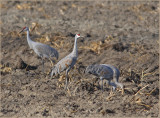 Sandhill Cranes Gathering