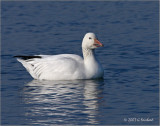 Snow Goose on Blue