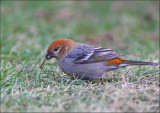 Juvenile ( 1st Year) Pine Grosbeak