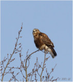 Monster Crop of a Rough Legged hawk