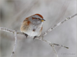 Another American Tree Sparrow 4