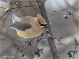 Cedar Waxwing