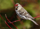 April Redpoll