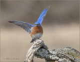 Bluebird of happiness:-)