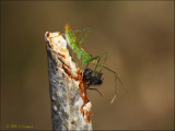 Assasin Bug