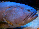 Wrinkles of living years in the sea