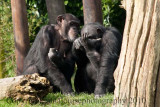 DSC_7342 ed.jpg