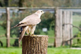 DSC_3116.jpg