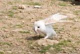 DSC_3153.jpg