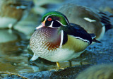 Wood Duck