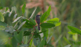 bar-winged prinia