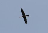 oriental darter