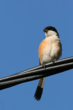 long-tailed shrike, Sarangan