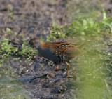 baillons crake / kleinst waterhoen, Zevenhoven, N-H