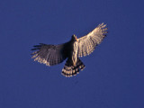 ornate hawk eagle