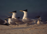 cayenne terns