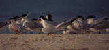 dougalls tern