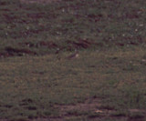 buff-breasted sandpiper, Prunjepolder 09-2003