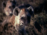 hyena