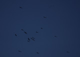Griffon vulture, Westenschouwen 05-07-2001