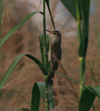 indian reed warbler