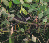 white breasted waterhen
