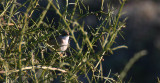 cyprus warbler / cyprus grasmus, female