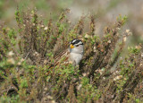 white-crowned sparrow - zonotrichia leucophrys