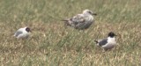 franklins gull / franklins meeuw, Wissekerke 