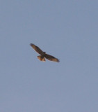 Long-legged buzzard, Burgh-Haamstede 03-10-2005