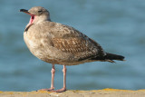 western gull - larus occidentalis