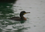 shag / kuifaalscholver, Neeltje Jans