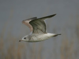 common gull / stormmeeuw, Wanteskuup